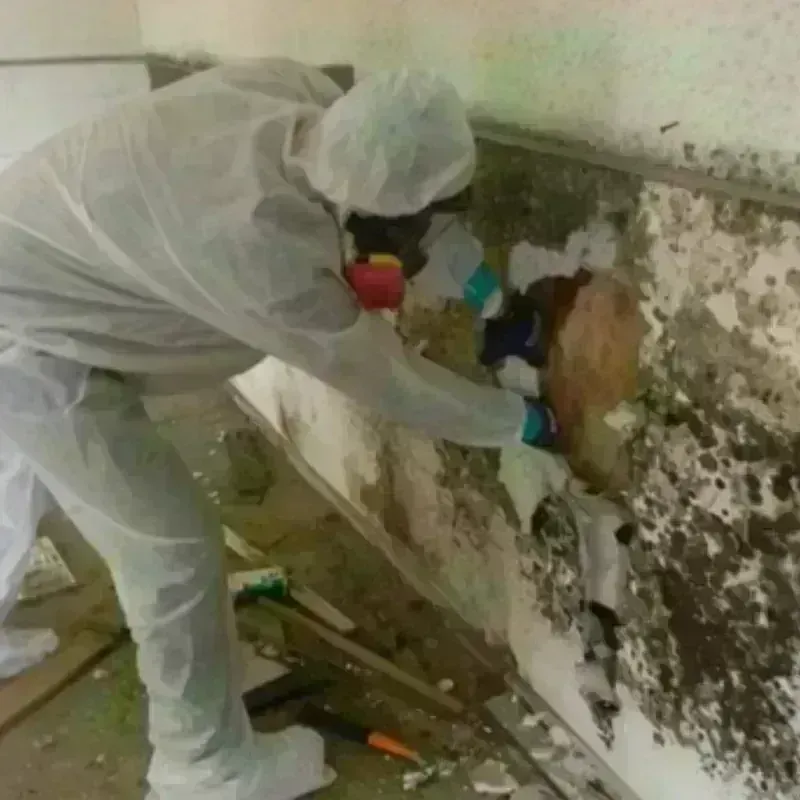 Mold Remediation and Removal in New Martinsville, WV